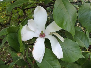 Çiçeklilik sırasında Magnolia soulangeana Alba Superba