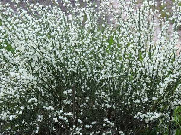 Early Broom Cytisus Praecox Albus Flowering — Stock Photo, Image