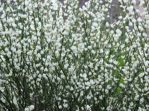 Vassoura Precoce Cytisus Praecox Albus Durante Floração — Fotografia de Stock