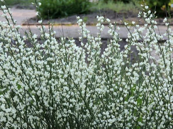 Early Broom Cytisus Praecox Albus Flowering — Stock Photo, Image