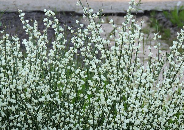 Ранняя метла, Cytisus praecox Albus, во время цветения
