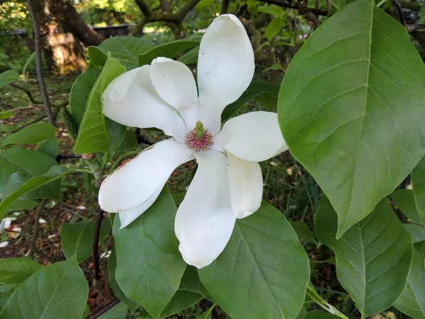Magnolia Soulangeana Alba Superba Время Цветения — стоковое фото