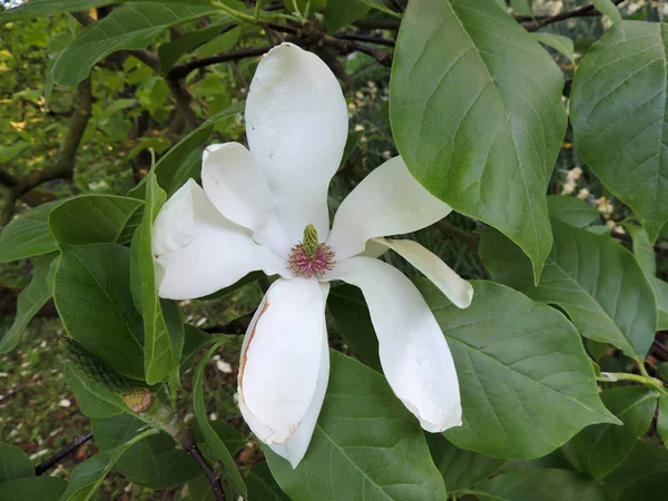 Magnolia Soulangeana Alba Superba Während Der Blüte — Stockfoto