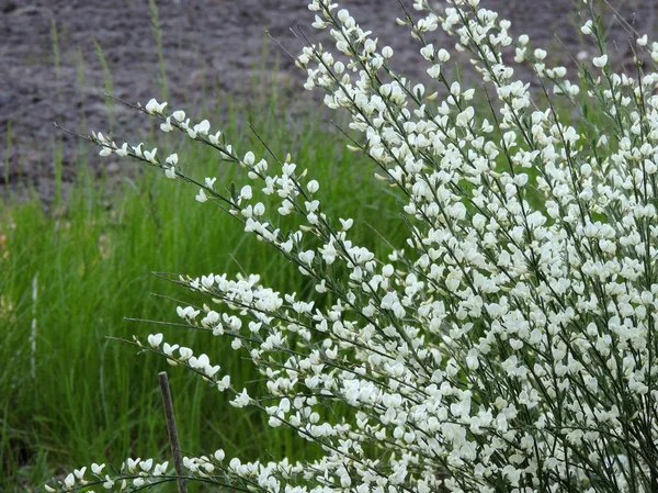 Πρώιμη Σκούπα Cytisus Αececox Albus Κατά Διάρκεια Της Ανθοφορίας — Φωτογραφία Αρχείου