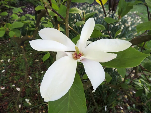 Magnolia Soulangeana Alba Superba Blomningen — Stockfoto