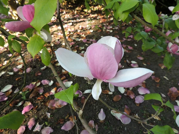 Tulipe Magnolia Magnolia Soulangeana Lennei Pendant Floraison Printemps — Photo
