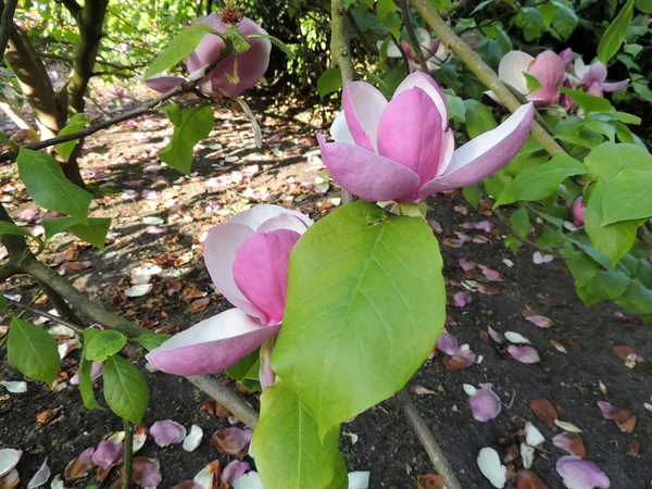 Tulpenmagnolie Magnolie Soulangeana Lennei Während Der Blüte Frühling — Stockfoto