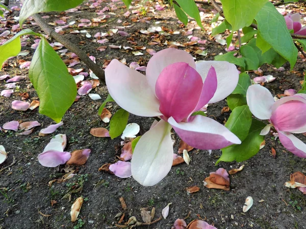 Tulip Magnolia Magnolia Soulangeana Lennei Blomningen Våren — Stockfoto