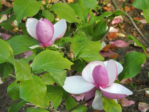 Tulpenmagnolie Magnolie Soulangeana Lennei Während Der Blüte Frühling — Stockfoto