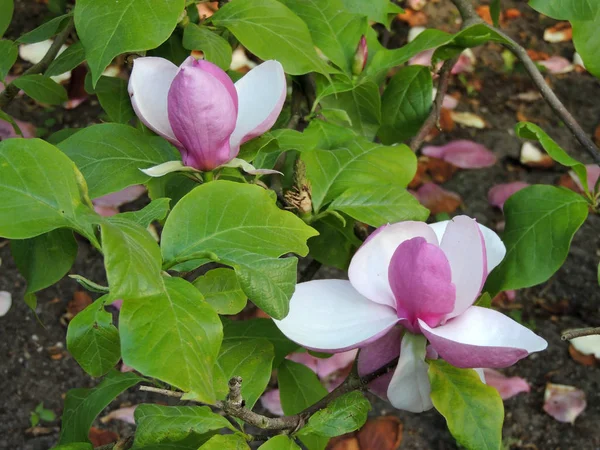 Tulip Magnolia Magnolia Soulangeana Lennei Flowering Spring — Stock Photo, Image