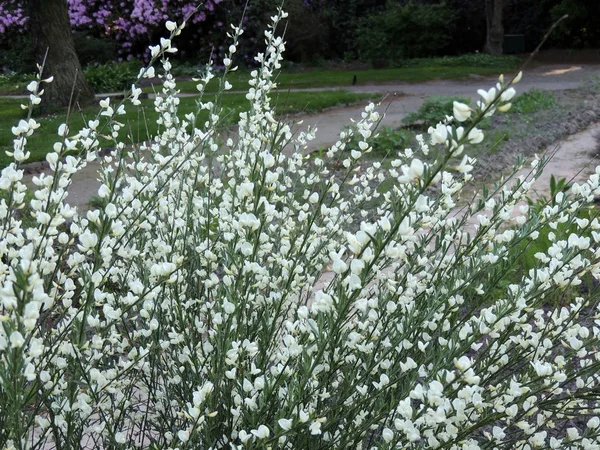 Vassoura Precoce Cytisus Praecox Albus Durante Floração — Fotografia de Stock