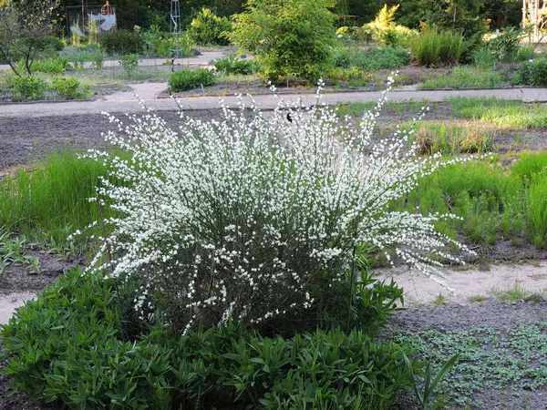 Vassoura Precoce Cytisus Praecox Albus Durante Floração — Fotografia de Stock