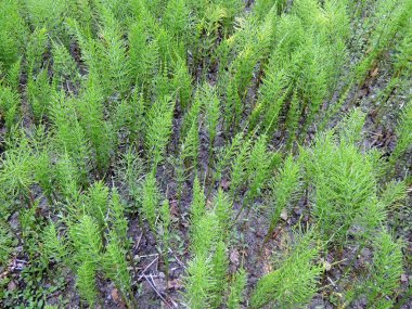 At kuyruğu, Equisetum arvense, bahçede