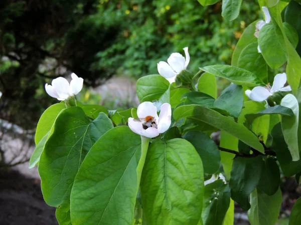 Common Quince Cydonia Oblonga Flowering — Stock Photo, Image