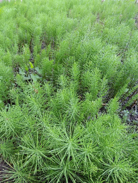 Skrzyp Equisetum Arvense Ogrodzie — Zdjęcie stockowe