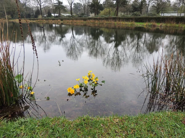 Cowslip Marsh Marsh Marigold Kingcup — Stock Photo, Image