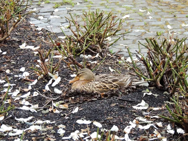 Mallard Duck Anas Platyrhynchos Hatches Eggs Nest Located Flower Bed — Stock Photo, Image