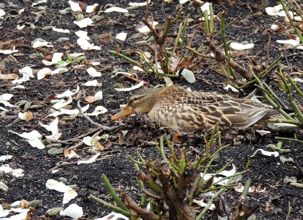 Mallard Pato Anas Platyrhynchos Eclosiona Huevos Nido Ubicado Macizo Flores Imágenes de stock libres de derechos