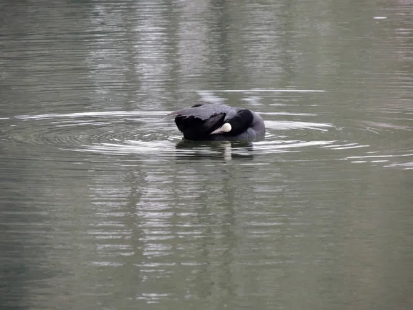 Blässhuhn Fulica Atra Schwimmen Einem See — Stockfoto