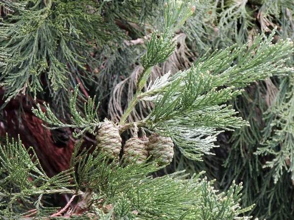 セコイアデンドロン ギガンテウムの枝と緑のコーン 早春の針 — ストック写真