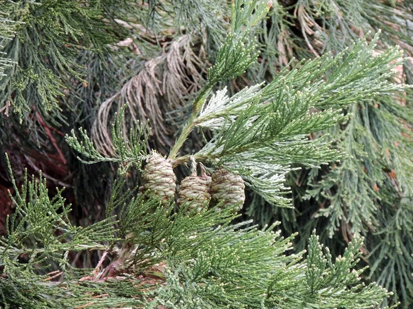 Zweige Und Grüne Zapfen Von Mammutbaum Giganteum Nadeln Zeitigen Frühling — Stockfoto