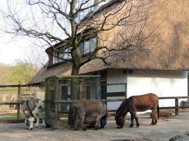 Eşekler, Equus asinus asinus, kuş yiyen saman
