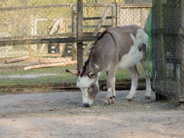 Eşekler, Equus asinus asinus, kuş yiyen saman