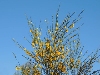 İspanyolca Gorse, çiçeklenme sırasında Spartium junceum