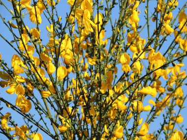 İspanyolca Gorse, çiçeklenme sırasında Spartium junceum