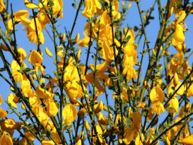 İspanyolca Gorse, çiçeklenme sırasında Spartium junceum