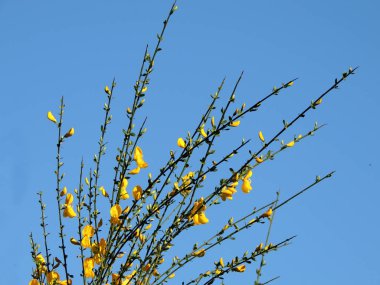 İspanyolca Gorse, çiçeklenme sırasında Spartium junceum