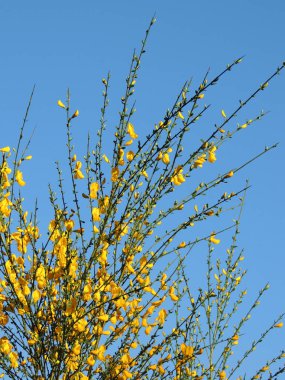 İspanyolca Gorse, çiçeklenme sırasında Spartium junceum