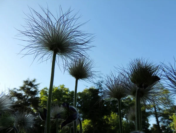 Pulsatilla Pasque Virág Vagy Pasqueflower Termésükért Tavasszal — Stock Fotó