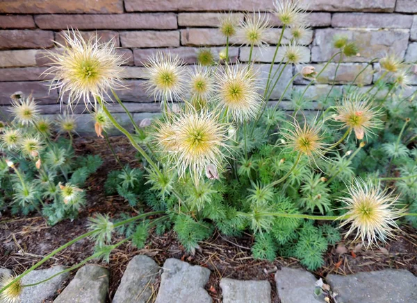 Pulsatilla Pasque Blomma Eller Pasqueflower Fruiting Våren — Stockfoto