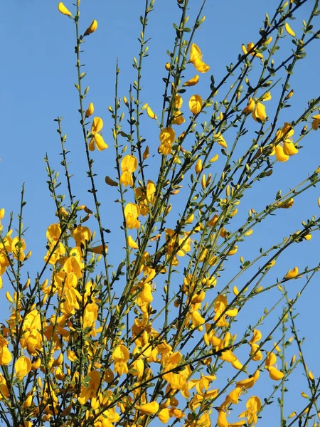 Gorse Espagnole Spartium Junceum Pendant Floraison — Photo