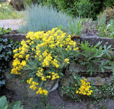 Aurinia saksafon, Alyssum saksafon, istinat taş duvar üzerinde çiçeklenme