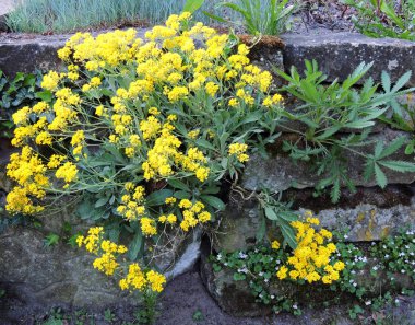 Aurinia saksafon, Alyssum saksafon, istinat taş duvar üzerinde çiçeklenme