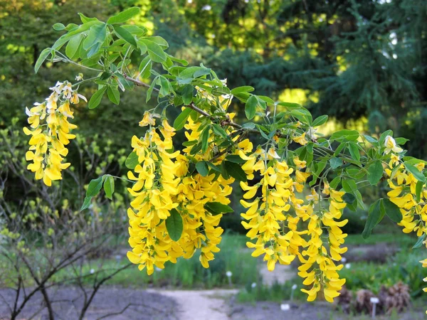 Laburnum Anagyroides Laburnum Comum Corrente Dourada Chuva Dourada Durante Floração — Fotografia de Stock