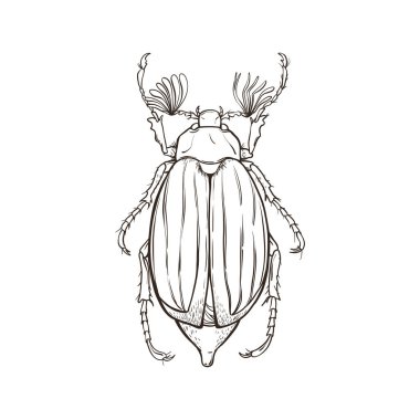Elle çizilmiş chafer beyaz arka plan üzerinde izole. Vektör çizim