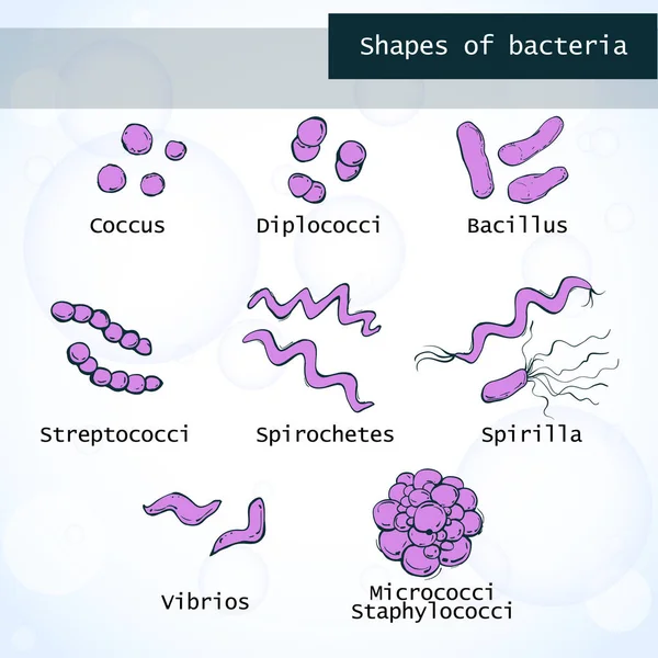 Formas Bacterias Ilustración Vectorial — Vector de stock