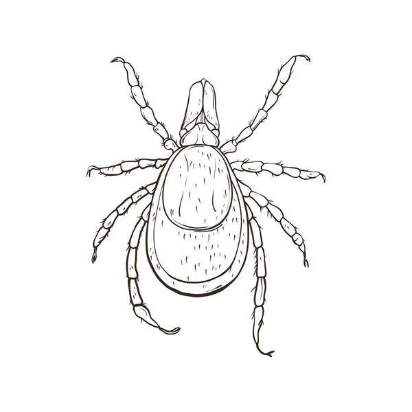 Cocher Parasite Isolé Sur Fond Blanc Illustration Vectorielle — Image vectorielle