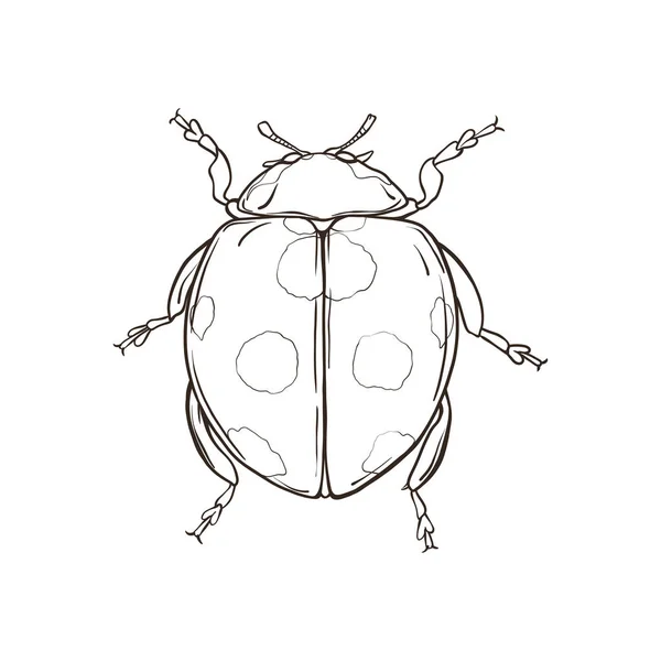 Hand Drawn Lady Bug Isolated White Background Vector Illustration — Stock Vector