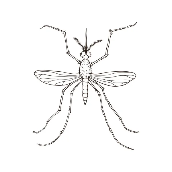 Mosquito Geïsoleerd Een Witte Achtergrond Vectorillustratie — Stockvector