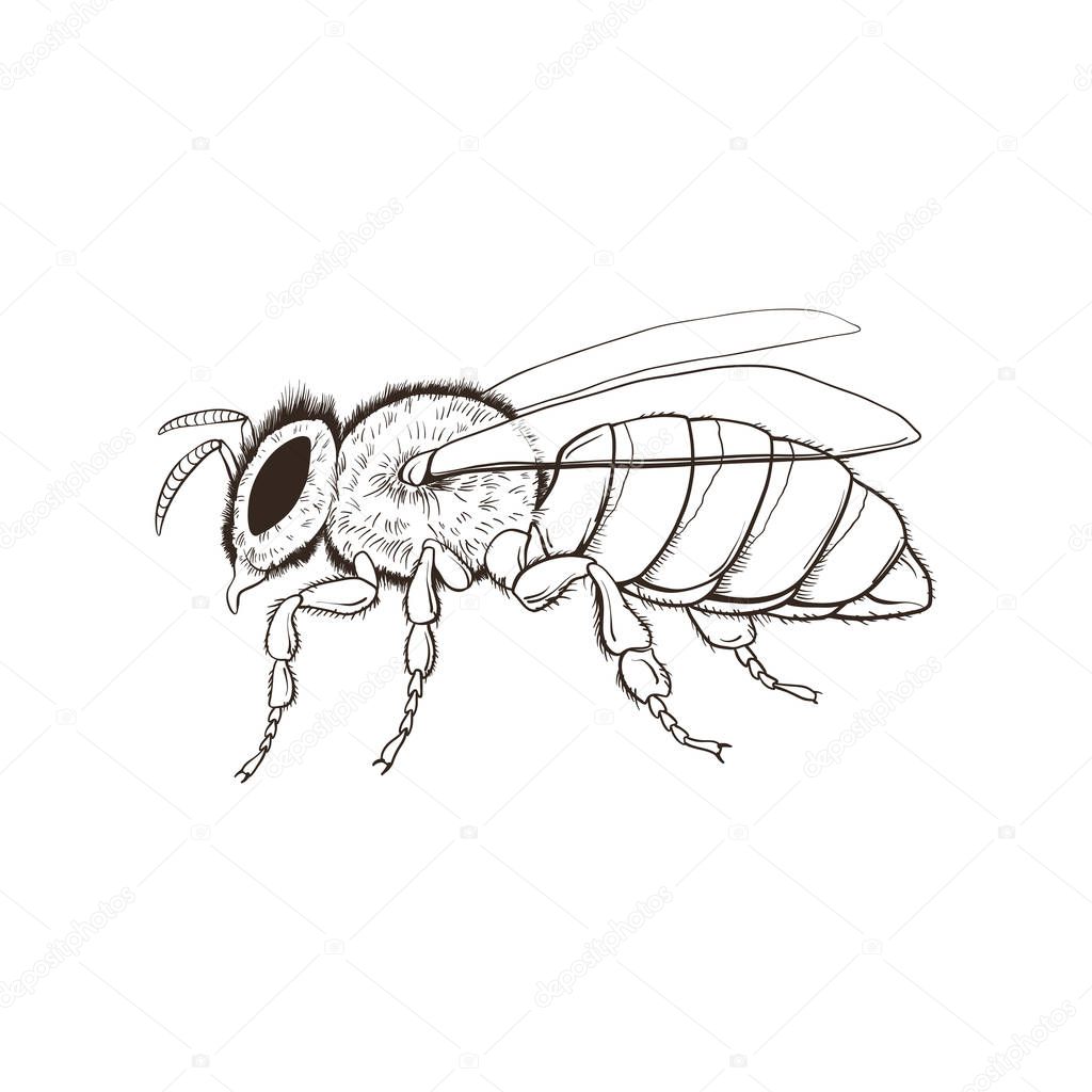 Hand drawn bee isolated on white background. Vector illustration