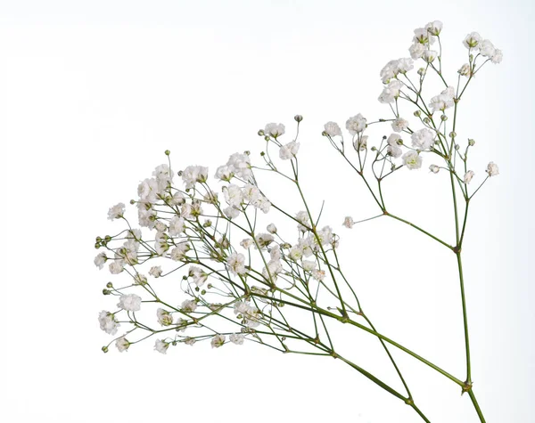 Portre üzerinde beyaz izole küçük beyaz gypsophila çiçek — Stok fotoğraf