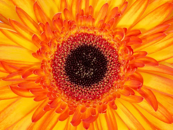 Красный и желтый цветок герберы, крупным планом с пыльцой . — стоковое фото