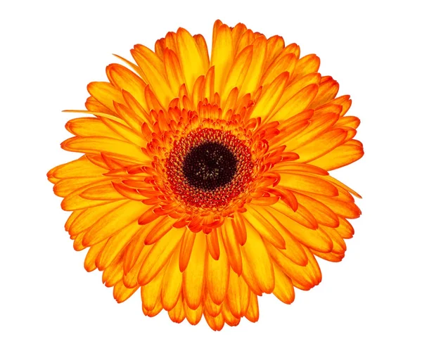 Bright red and yellow gerbera flower isolated on white. — Stock Photo, Image