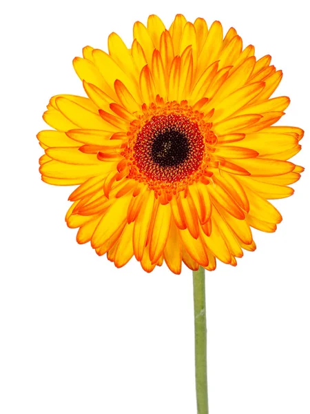Red and yellow gerbera flower, on stem, isolated on white background. — Stock Photo, Image