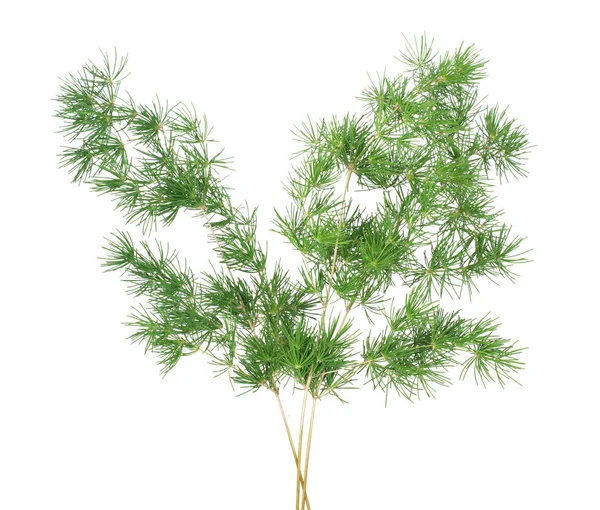 Asparagus fern sprengeri sprig, isolated on white. — Stock Photo, Image