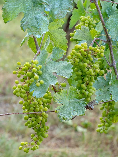 Weinrebe, blau durch Kupfersulfat-Fungizid aka Bordeaux-Gemisch. Anscheinend organisch. — Stockfoto